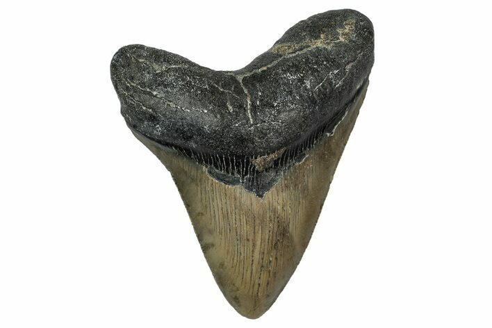 Serrated, Fossil Megalodon Tooth - North Carolina #345671